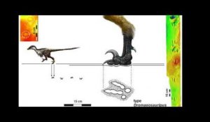 La plus petite espèce de dinosaure découverte grâce à des empreintes en Corée du Sud