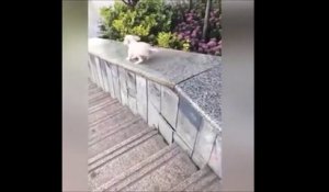 Un chien s'amuse à glisser sur une rambarde