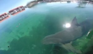Un requin bullgog s'approche dangereusement du bord au Bahamas