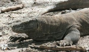 L’Indonésie veut faire payer plus cher les touristes pour voir les dragons de Komodo