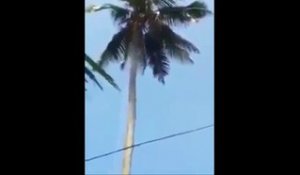 La technique de ce bûcheron qui taille un palmier géant suspendu en haut