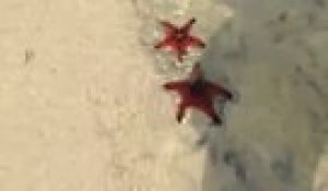 Des centaines de magnifiques étoiles de mer regroupées sur une plage