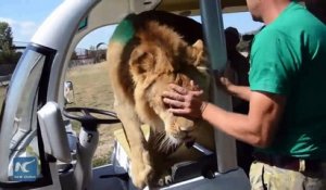 Un lion saute dans la voiture de touristes dans un zoo