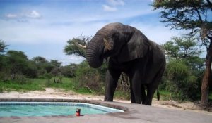 Un éléphant assoiffé vient boire dans une piscine alors qu'un homme s'y baigne