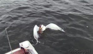 Une belette se jette à la mer pour attraper une mouette