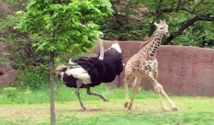 Une autruche s'en prend à une girafe et l'a fait fuir