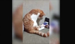 Un chat voit son maître décédé récemment sur une vidéo et sa réaction va vous faire fondre en larmes