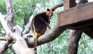 Connaissiez-vous le 'kangourou des arbres' ? Découvrez le moment rare ou le bébé sort de la poche !