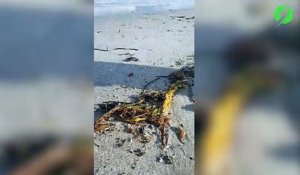 Ce touriste découvre des milliers d'asticots sur la plage