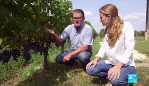 Climat : quand les vins de Bordeaux trinquent