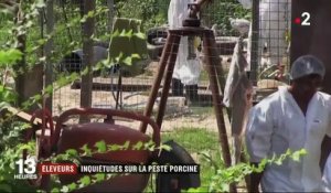 Peste porcine : l'infection de deux sangliers en Belgique sème la panique chez les éleveurs français