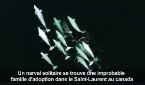 Canada: des bélugas adoptent un narval égaré dans le St-Laurent