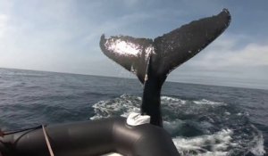 En bateau, ils se sont fait attaqués par la nageoire d'une baleine !