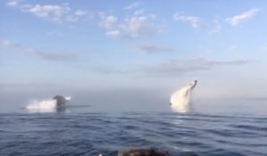 Trois baleines surprennent les passagers d'un bateau en effectuant trois sauts magnifiques