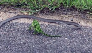 Un caméléon face à un serpent va etre sauvé par le bruit de la caméra