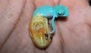 Quoi De Plus Mignon Que La Naissance D Un Bebe Cameleon Sur Orange Videos