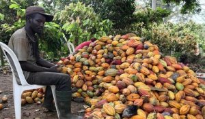 La Côte d'Ivoire se convertit au commerce équitable