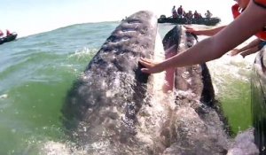 Ce touriste a la chance de pouvoir caresser la bouche d'une baleine