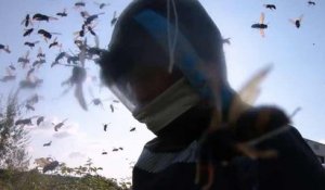 Un homme se fait attaquer par une centaine de frelons asiatiques en essayant de détruire un énorme nid