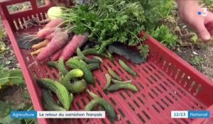 Agriculture : le retour du cornichon français