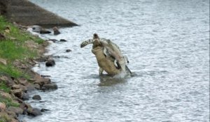 Images incroyables d'un crocodile qui en dévore un autre