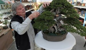 Plus de 270 bonsaï d'exception à Mulhouse