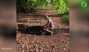 Il s'amuse avec un crocodile sauvage énorme... Même pas peur