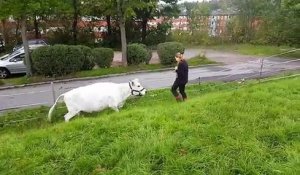 Une vache joue à la balle avec une fermière