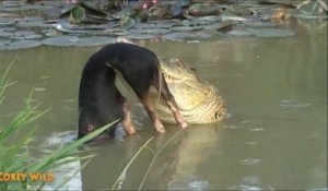 Ce cochon passe un sale quart d'heure dans la gueule de ce crocodile affamé