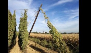 Le Bas-Rhin, champion de la France de la production du houblon