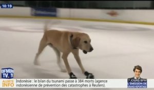 Elle recueille un labrador et lui apprend le patinage sur glace