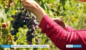 Muscat du Ventoux : un raisin d'exception