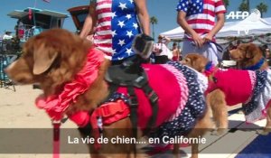 En Californie, une compétition de surf... pour chiens !