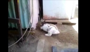 Un gentil lapin creuse pour libérer un chaton coincé