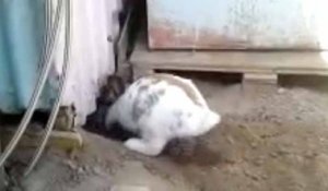 Un lapin creuse un trou pour sauver un chaton bloqué sous un cabanon