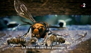 Un frelon attaque une abeille, toute la ruche réagit (Grandeurs Nature)