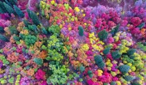 Ce drone capture les magnifiques couleurs d'automne des forets de l'Utah