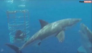 Depuis sa cage, ce plongeur filme une scène incroyable entre 2 requins blancs