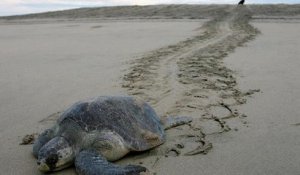 Tortues marines et baleines à bosse sur les plages d'Amérique du Sud