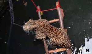Un jaguar se retrouve coincé dans un puits... Joli sauvetage