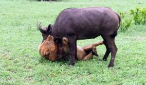 Les images incroyables d'un lion qui s'en prend à un buffle