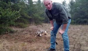 Un homme se balade avec ses enfants en forêt et découvre un loup coincé dans un piège
