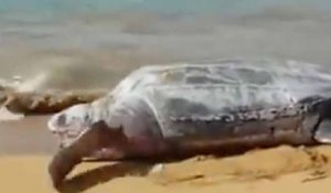 Une tortue géante de 700 kilos sur une plage en Guadeloupe