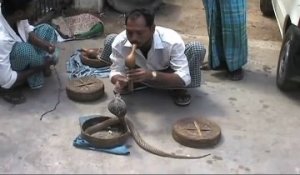 Ce charmeur de serpent se fait mordre par un cobra en plein show