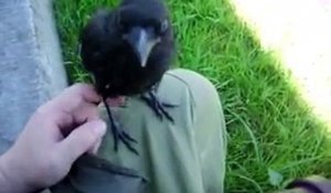 Ce corbeau n'est pas farouche... Adorable