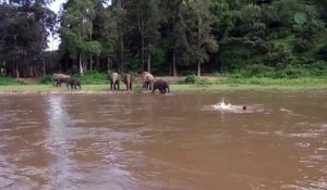 Un éléphant courageux se jette à l'eau pour sauver un homme