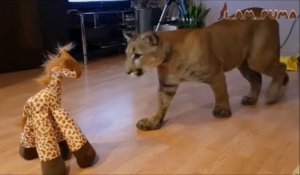 Ce puma joue avec sa peluche girafe et c'est adorable