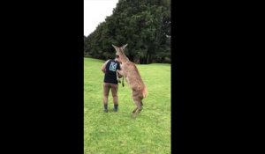 Il apprend à danser à son amie la biche