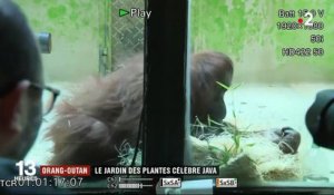 Paris : un orang-outan voit le jour au Jardin des plantes