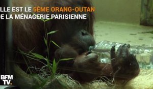 Naissance rare d'un orang-outan au Jardin des Plantes de Paris